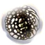 Fragile Greed icon